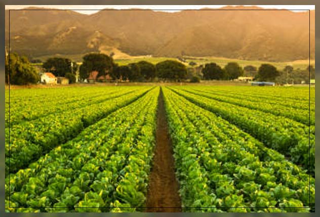 Organic fertilizer 16