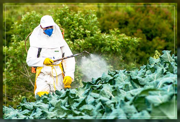 Pest Control Dubai 12