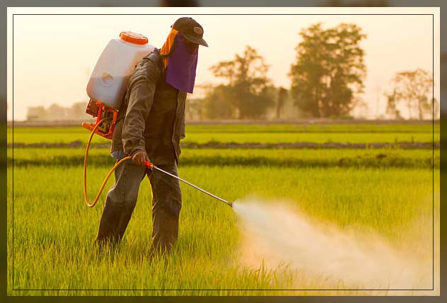 Pest Control Dubai 15