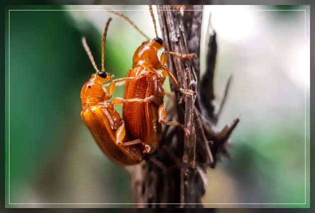 Pest Control Dubai 18
