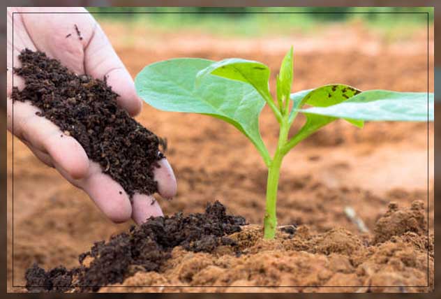 applying organic fertilizers to plant