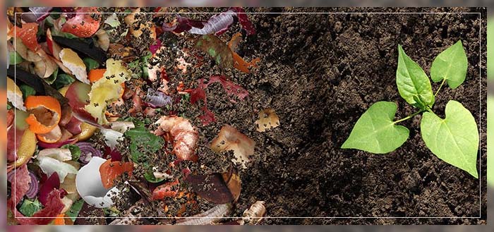 understanding the benefits of organic fertilizer