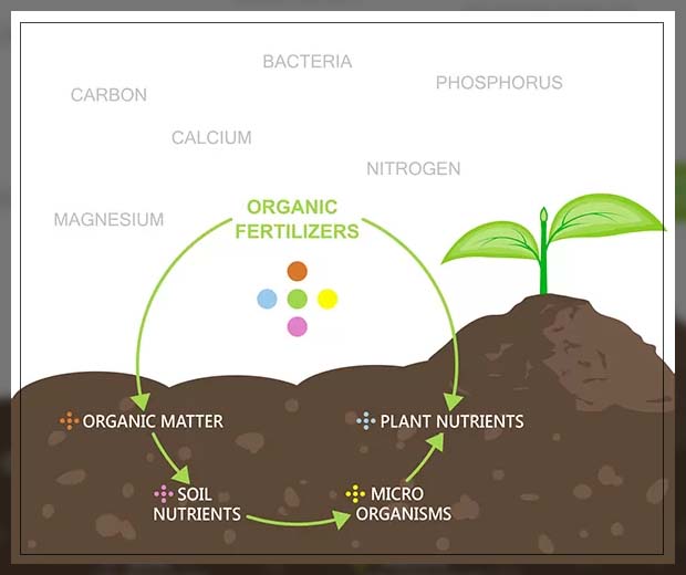 How does organic fertilizer work