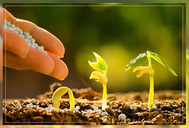 what are organic fertilizers? 