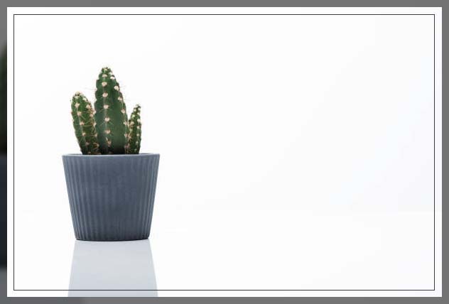 cactus plants 3