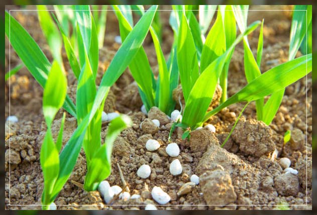 chemical fertilizers
