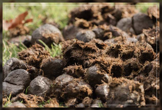 the making of cow dung fertilizer