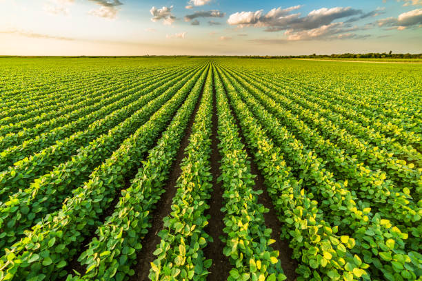 crop rotation 6