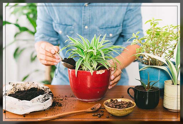 coffee grounds usage