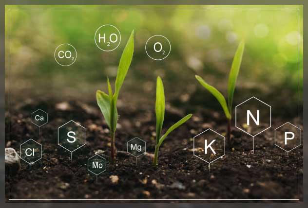 nutrients in fertilized soil