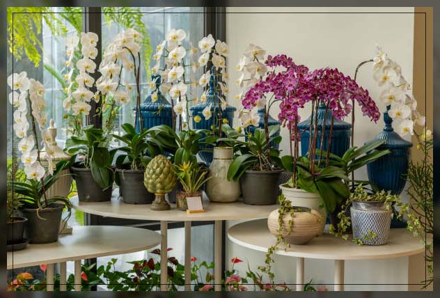 orchids flowers types