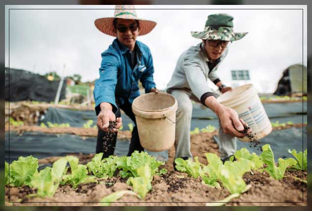 fertilization of soil by hand
