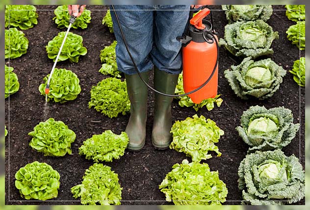 farmer spraying pesticides on food