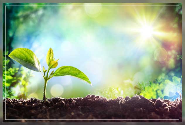 things you can sprout 