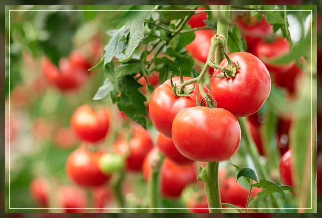 the goodness of tomatoes