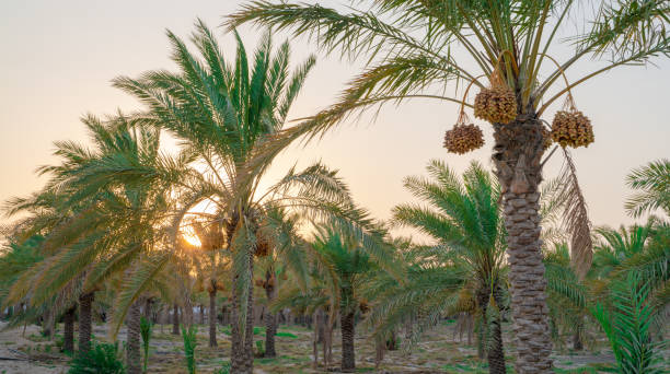 Agriculture in UAE 4