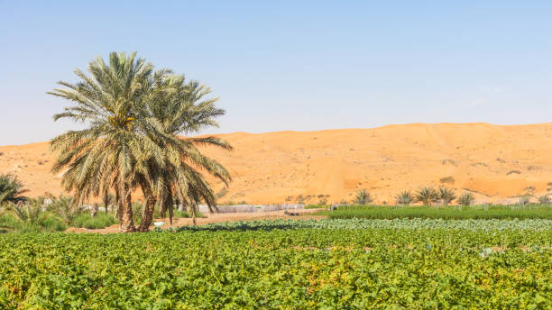 Agriculture in UAE 5