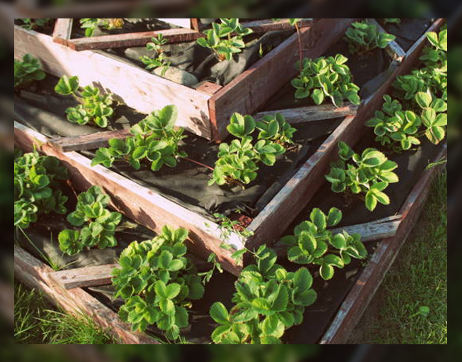 Permaculture gardening