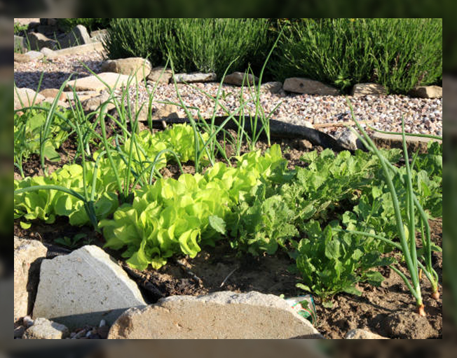 Permaculture gardening
