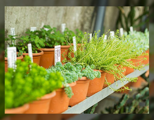 Plants you can grow