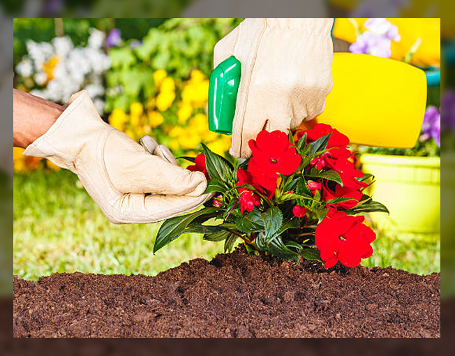 Protection from garden pests
