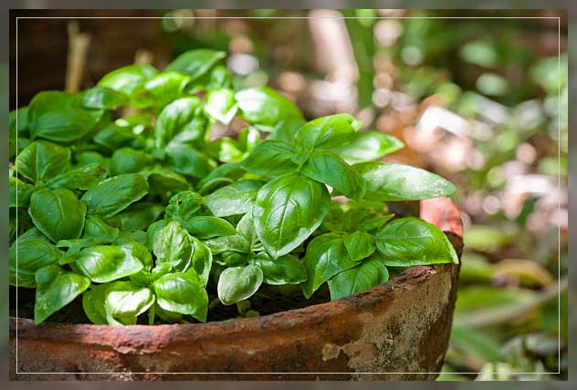 basil