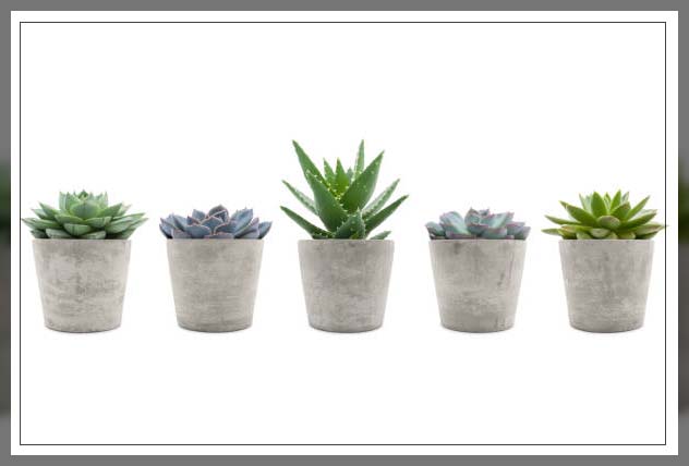 choosing house plants