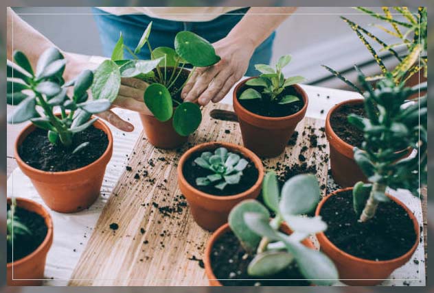 house plants consideration