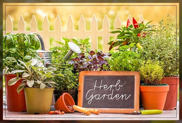 herb garden