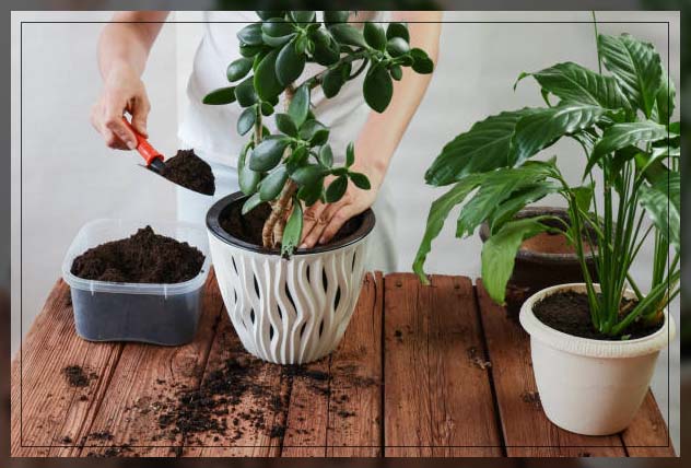 using fertilizer on plants