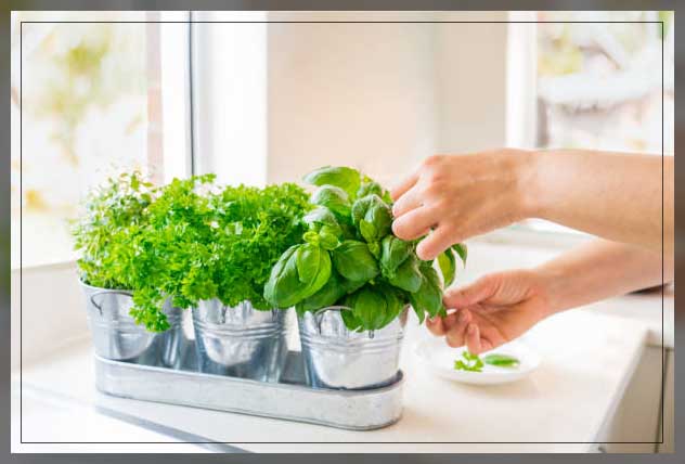 indoor garden