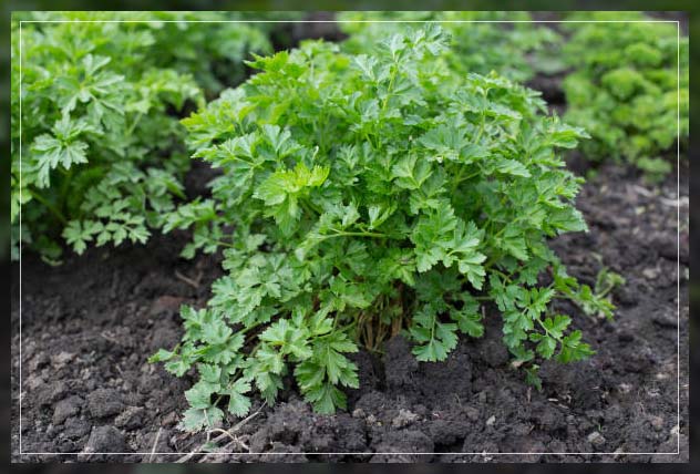 parsley