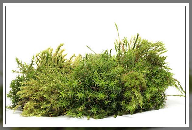 peat moss
