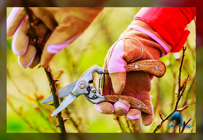 pruning tips