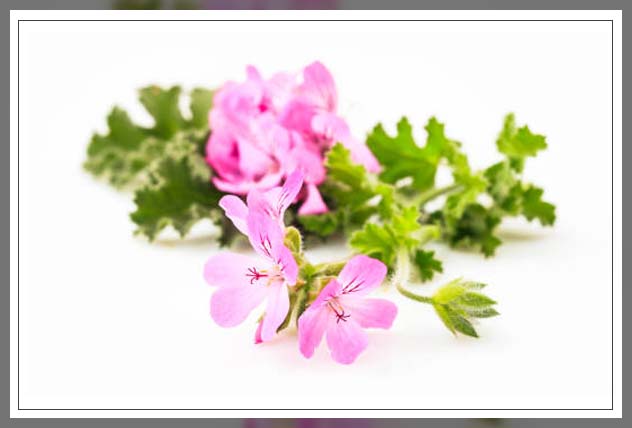 understanding plants and mosquitos 