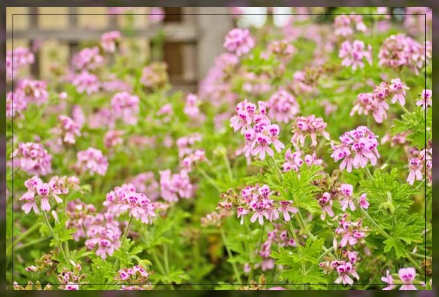 ways to repel mosquitos