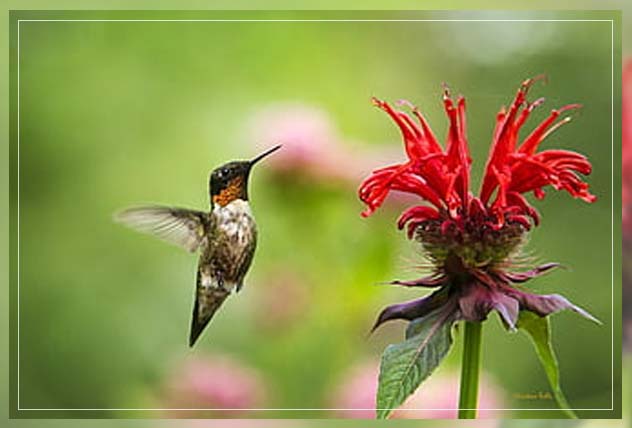 making use of bee balm