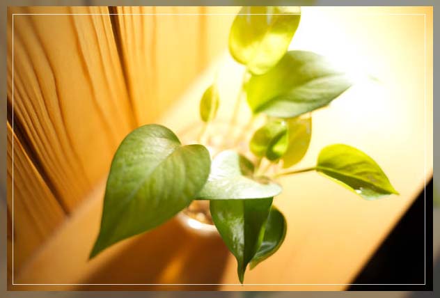light on a pothos