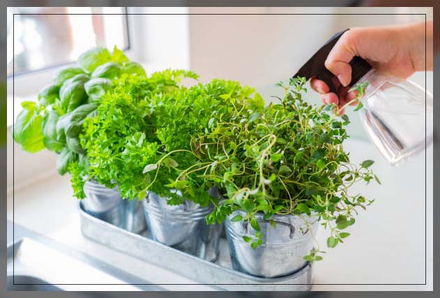 watering plants