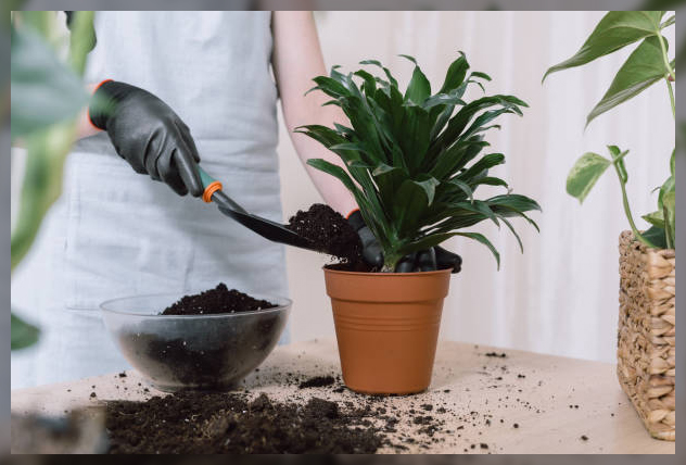 advantages of grafting plants