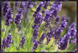 getting lavender planted 