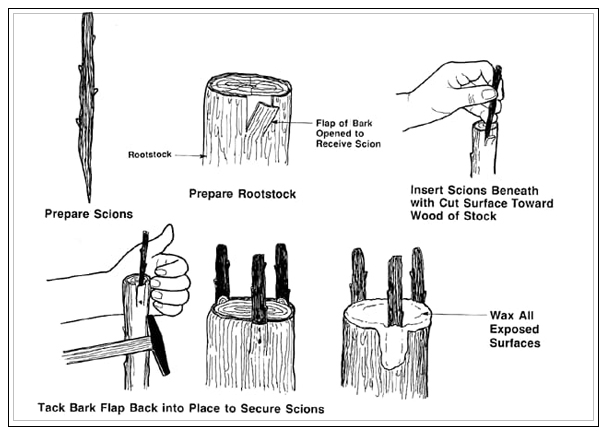 bark graft