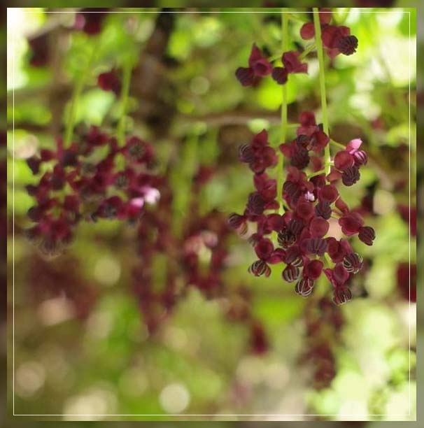 chocolate vine