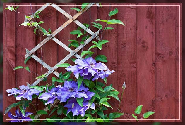 clematis