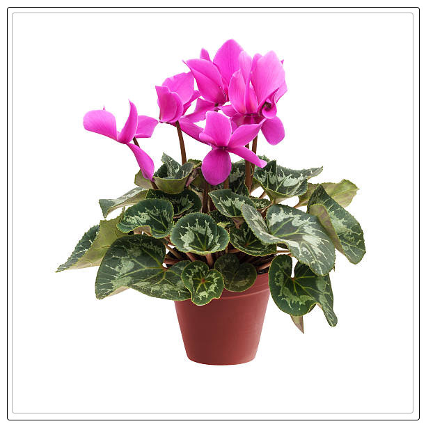 cyclamen