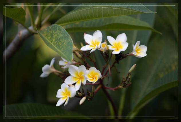 frangipani tree