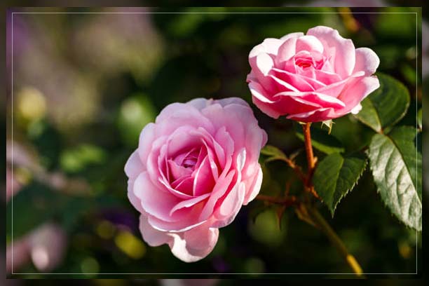 flowers adding color to greenery