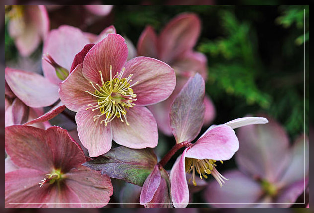 hellebore
