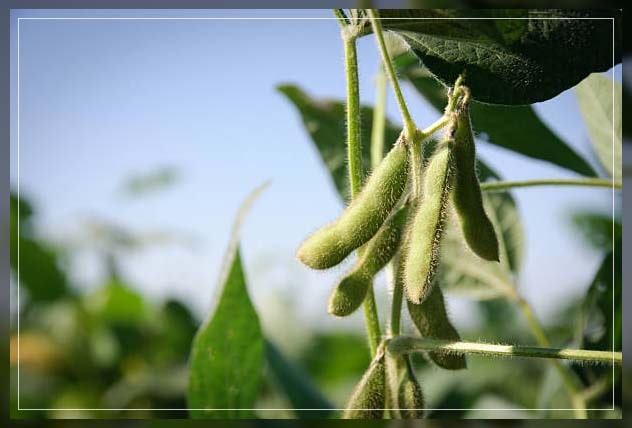 types of cover crops