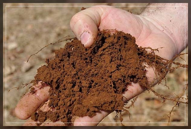 loamy soil